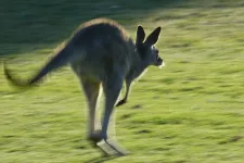 Blikk: Elszökött és a kertekben ugrál egy kenguru a XVIII. kerületben