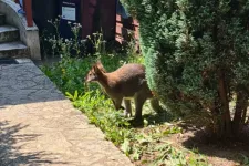 A faroktövénél fogva kellett elkapni a XVIII. kerületben kiszökött kengurut
