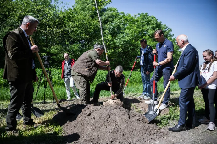 Közel harminc facsemetét megrongáltak a XX. kerületben, a Pilisi Parkerdő Zrt. feljelentést tett