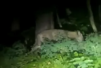 Szabadon kóborló oroszlánt keres a rendőrség Berlin környékén