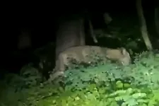 Szabadon kóborló oroszlánt keres a rendőrség Berlin környékén