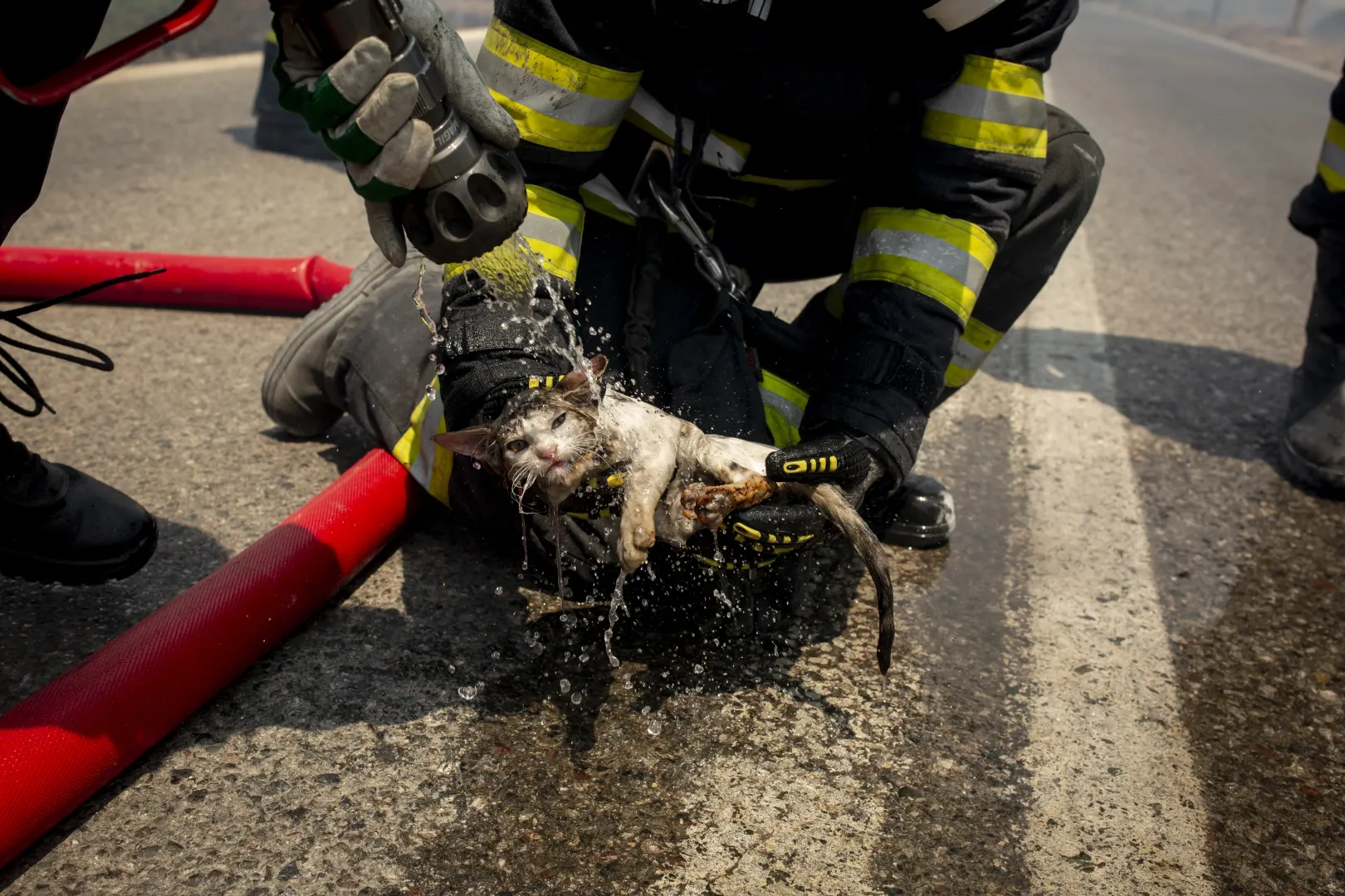 Román tűzoltók mentenek egy macskát Jenádi (Gennadi) falu közelében, Rodoszon 2023. július 24-én – Fotó: Socrates Baltagiannis / Getty Images