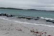 Több tucat gömbölyűfejű-delfint mosott partra a víz Ausztráliában