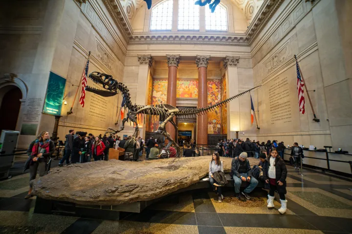 Tyrannosaurus csontváz a New York-i Amerikai Természettudományi Múzeumban – Fotó: Nicolas Economou / NurPhoto / AFP