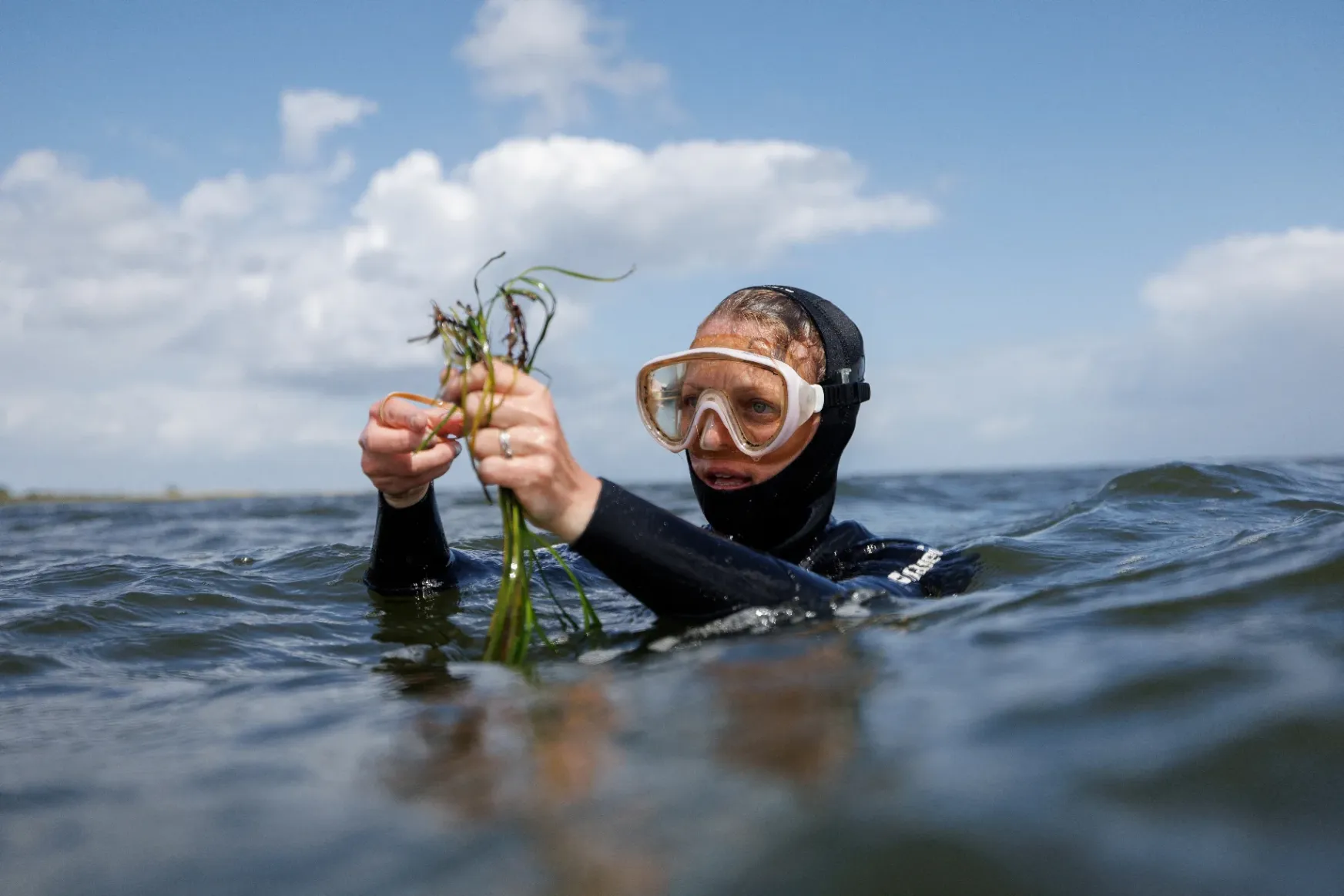 Önkéntes búvárok ültetik a tengerifüvet, hogy szembeszálljanak a klímaváltozással