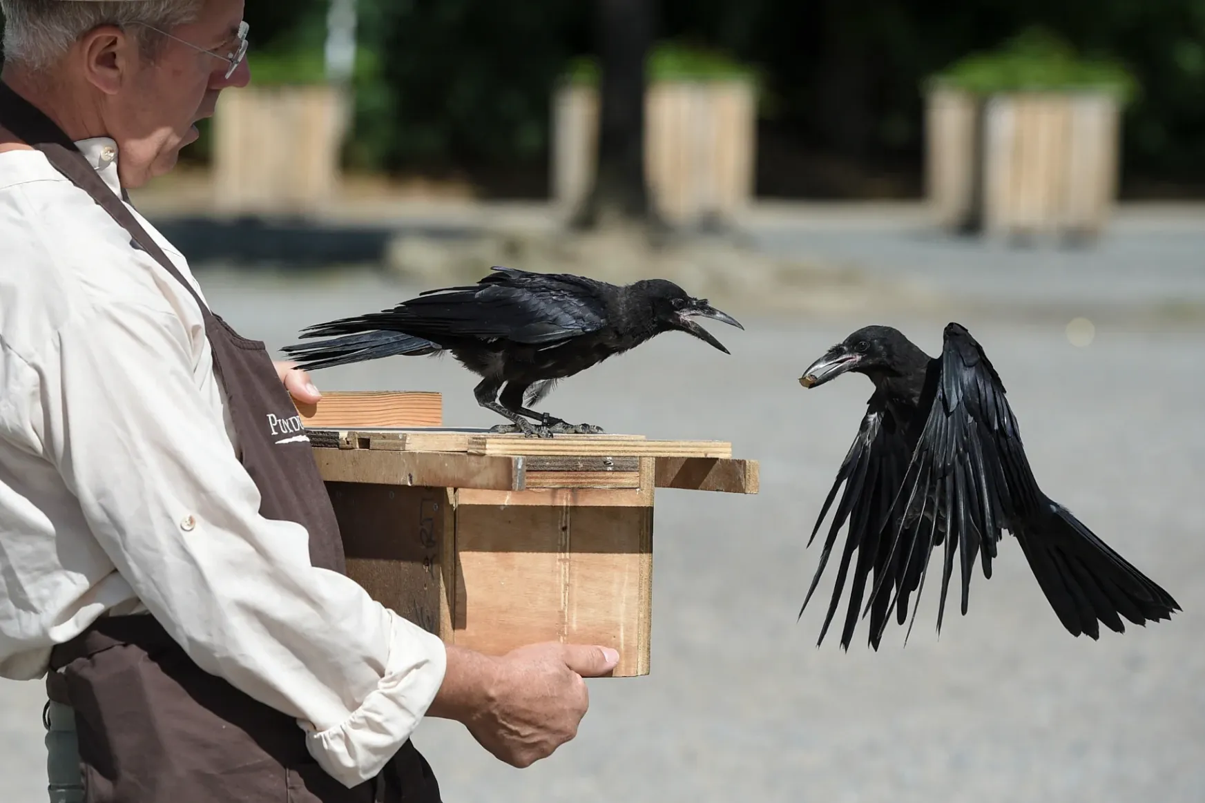 A varjúautomata, amellyel madarakat tanítottak meg arra, hogy dobják ki a cigicsikkeket