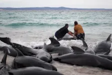 Nem lett happy end a vége: el kellett altatni az Ausztráliában partra sodródott delfineket