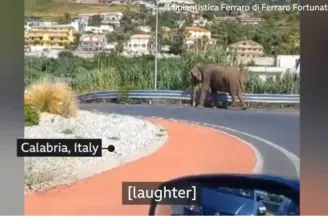 Elszökött a cirkuszból, és elindult bevásárolni egy elefánt Dél-Olaszországban