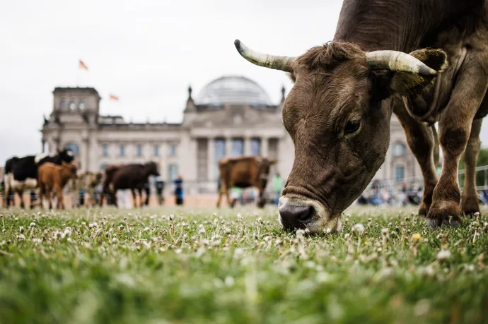 Hőségben kevesebb a tej, a tojás és a hús is, a felmelegedés súlyos élelmezési problémákat okoz