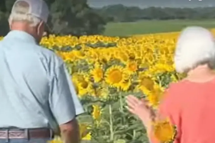 1,2 millió napraforgóval lepte meg feleségét az 50. házassági évfordulójukra egy amerikai farmer