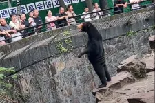 Nyilatkozatban bizonygatja egy kínai állatkert, hogy a maláj medvéik nem medvejelmezes emberek