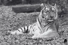 Elaltatták Nivát, a budapesti állatkert szibériai tigrisét
