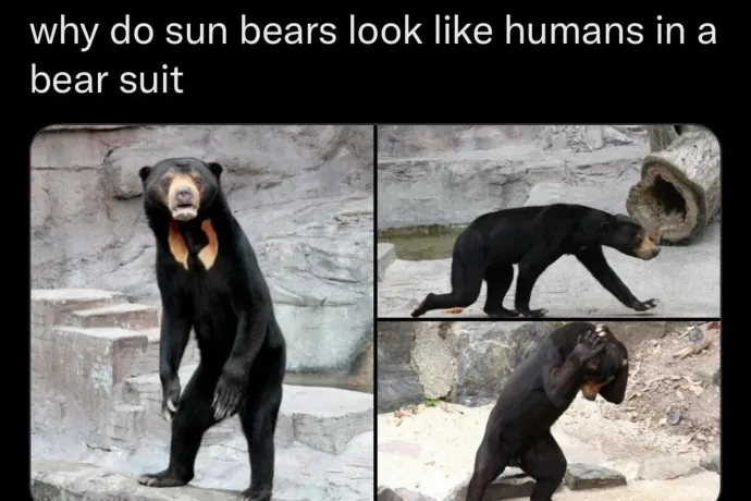 Nyilatkozatban bizonygatja egy kínai állatkert, hogy a maláj medvéik nem medvejelmezes emberek
