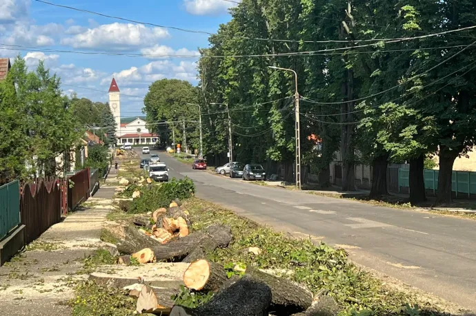 Százéves fasort vágtak ki Dombóváron