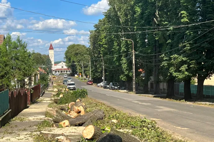 Százéves fasort vágtak ki Dombóváron