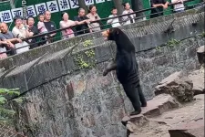 Özönlenek a turisták a kínai állatkert maláj medvéihez, amelyek NEM medvejelmezes emberek