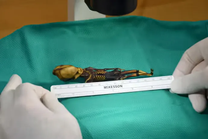 Ata csontváza nagyjából 15 centiméter hosszú volt – Fotó: Emery Smith / University of California