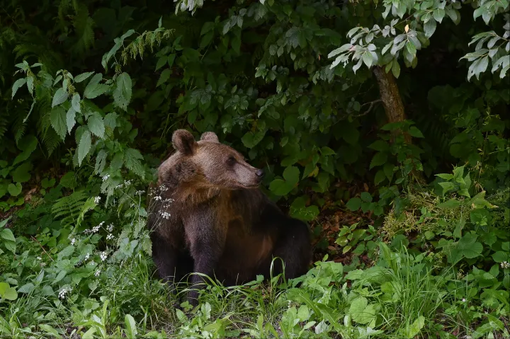 Július végén kétszer is észleltek barnamedvét a Bükkben