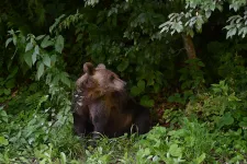 Július végén kétszer is észleltek barnamedvét a Bükkben