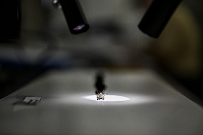 Megállíthatatlanul robogunk a trópusi betegségek karjaiba