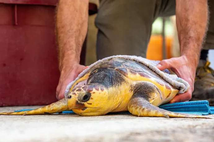 Teknős támadott meg fürdőzőket Horvátországban