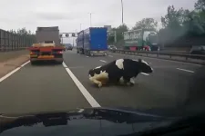 Az angol autópályán hasított egy kamion, amikor kiesett a rakományából egy tehén