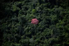 Hat éve nem látott szintre csökkent az erdőirtás Brazíliában