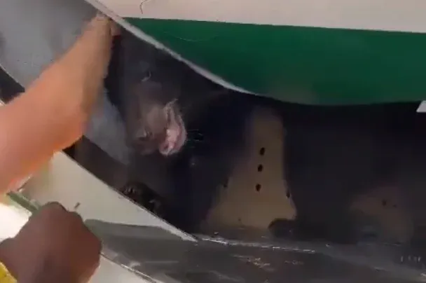 Kiszabadult egy medve egy iraki repülőgép rakterében lévő ketrecéből