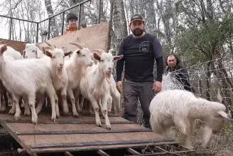 Stratégiai legeltetés: Chilében kecskékkel küzdenek az erdőtüzek ellen