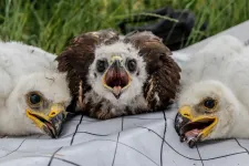 Zsákmánynak vitték az ölyvfiókát a fészekbe, de felnevelték a sasok