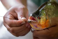 Vöröshasú piráját fogott egy horgász: az élesfogú hal nem mindennapi fogás a Temes folyóban