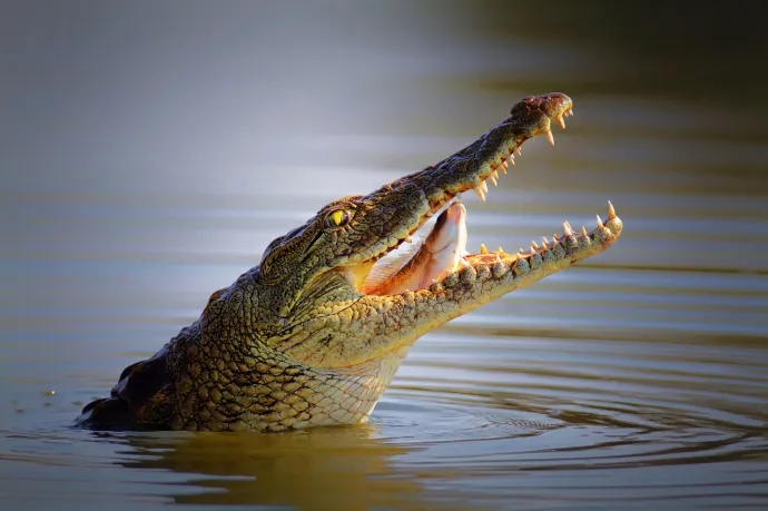 Vonzza a krokodilokat a kétségbeesett gyereksírás