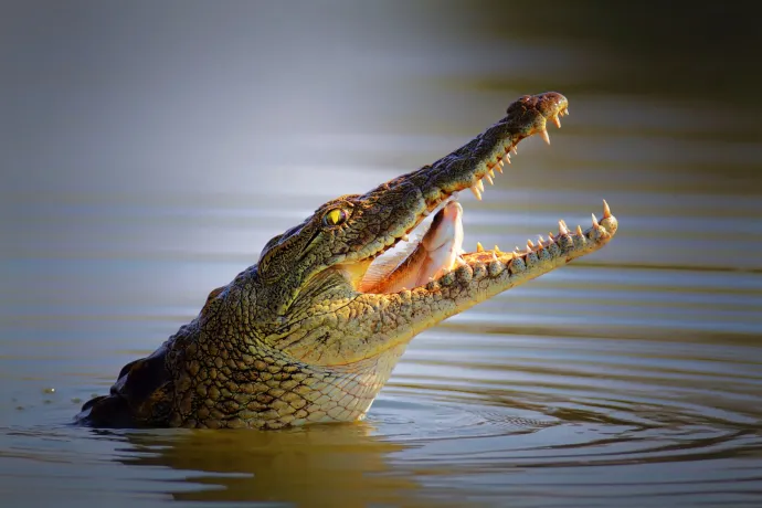 Vonzza a krokodilokat a kétségbeesett gyereksírás
