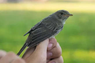 Új madárfaj jelent meg a Fekete-tenger partján