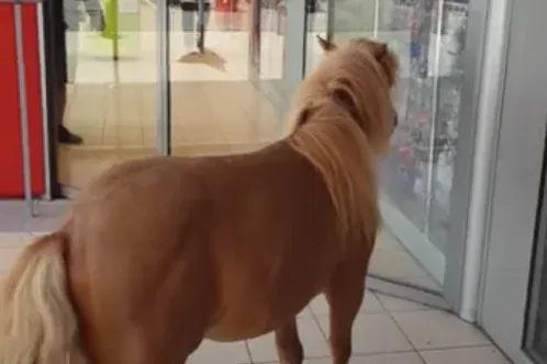 Betévedt egy póni a barcsi Sparba