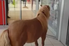 Betévedt egy póni a barcsi Sparba