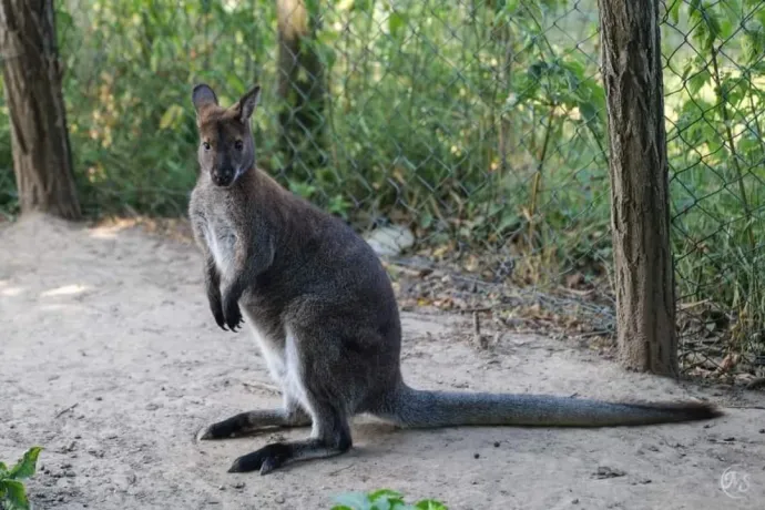 Napok óta keresik az eltűnt kengurut Mór környékén, a párja bánatosan várja a farmon