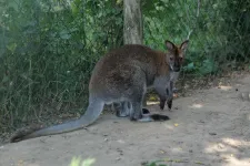 Agyonnyomta egy bika az elcsatangolt kis kengurut, sikertelenül próbálták újraéleszteni