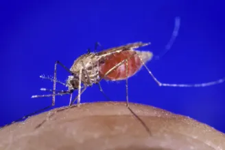 Kimutatták, milyen szagok vonzzák jobban a szúnyogokat