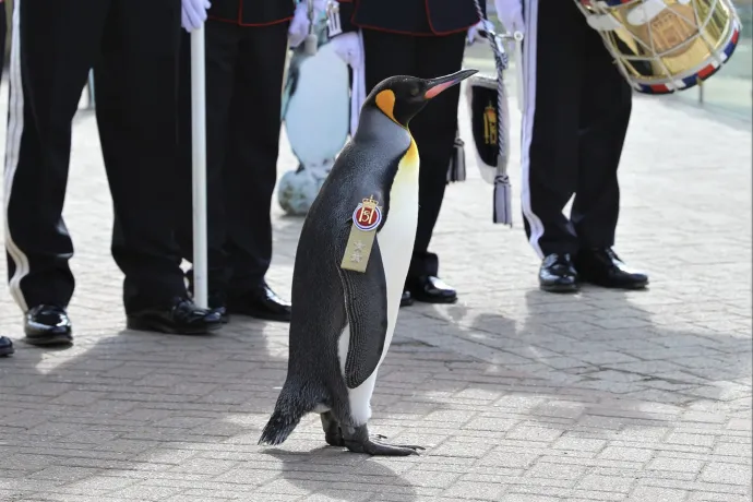 Kitűnő példát nyújt, ezért vezérőrnagy lett ez a pingvin