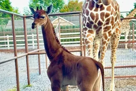 Egyszínű, foltmentes zsiráfbébi született egy amerikai állatkertben