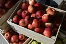 Van, ahol 38 forint az alma felvásárlási ára, a gazdák szerint ez az önköltséget sem fedezi