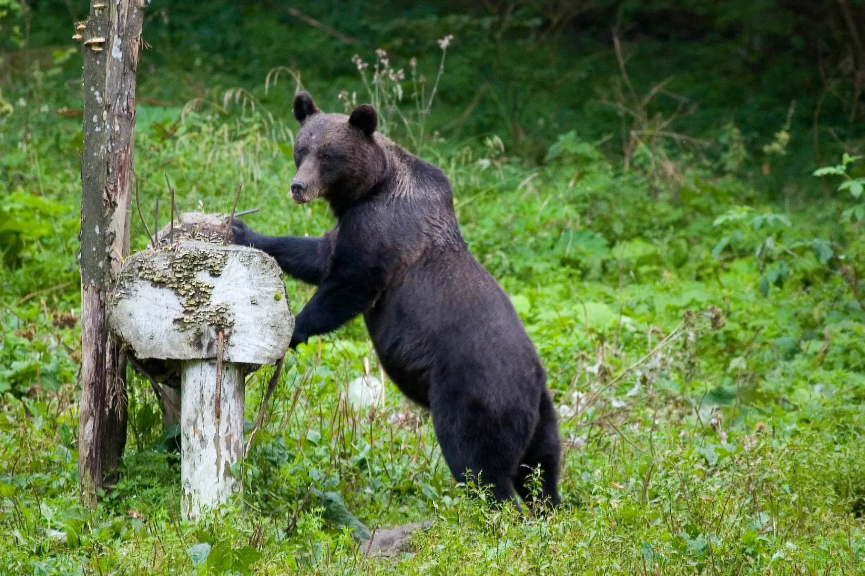 Kiadták a medvekilövési kvótát, 220 állatot lőhetnek ki a vadászok