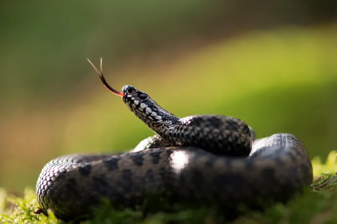 Keresztes vipera mart meg egy magyar túrázót Ausztriában