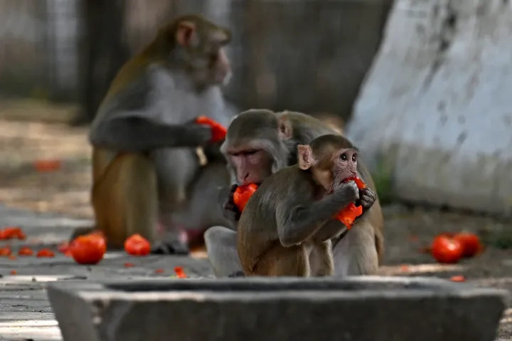 Majomhangokat utánzó emberekkel próbálják elriasztani a portyázó majmokat az indiai G20-csúcs közeléből