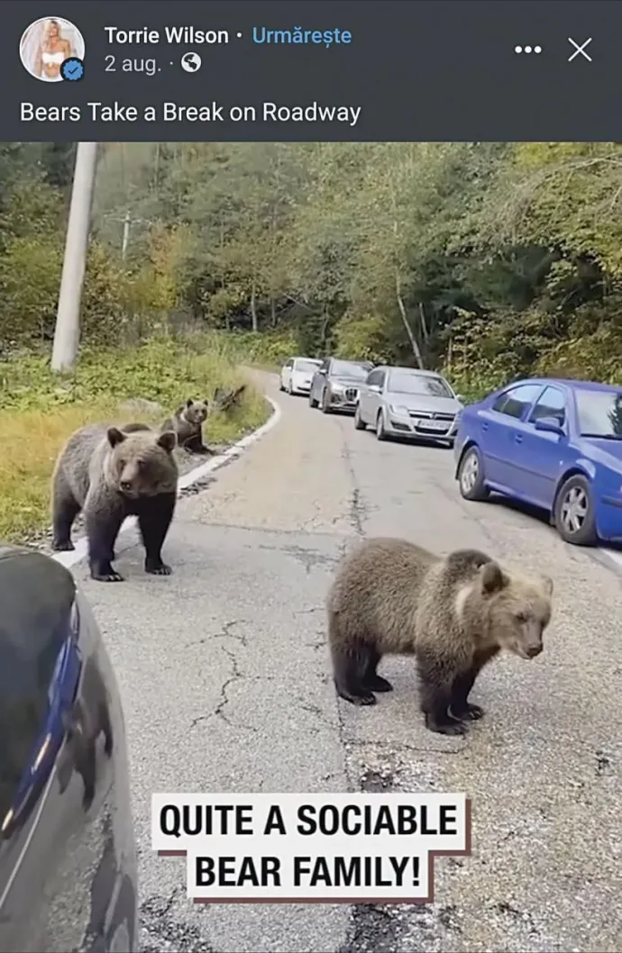 Barátságos családként mutatja be a fotó a medvéket, a képen jól látszik a kocsisor is, mert mindenki megáll, hogy lefotózza őket – Fotó forrása: Jurnalul.ro