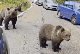 Medvét fotózni és etetni járnak Romániába a turisták, miután elterjedtek a cuki medvés videók a neten