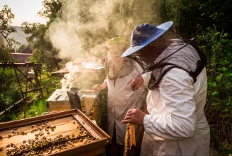 Miért a füst a csodafegyver a méhek ellen?