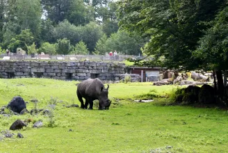 Halálra sebesítette gondozóját egy orrszarvú a salzburgi állatkertben