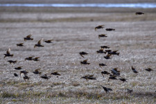 Miért az Alföldön a legmagasabb az öngyilkossági arány Európában?